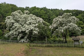 満開のヒトツバタゴ