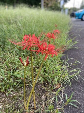 10月ヒガンバナ