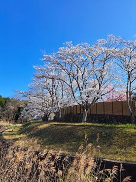 さら・さくらの第3駐車場から見る桜