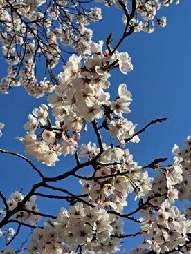桜の花