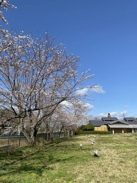 さくらと中庭