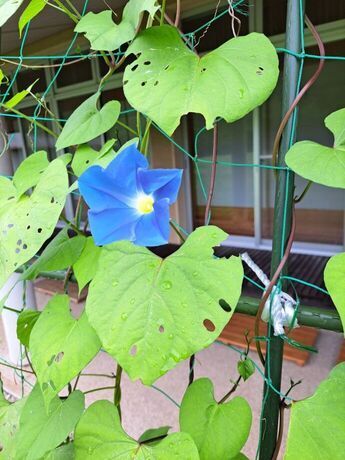 あさがおの写真