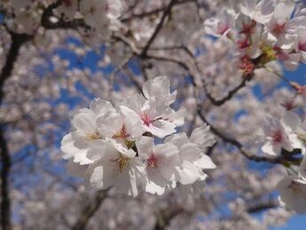 さらさくらの桜（アップ画像）