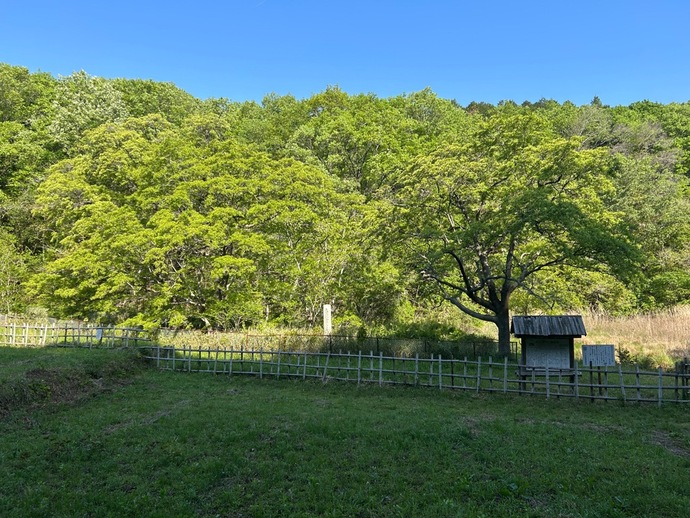 令和7年4月30日時点ヒトツバタゴ自生地写真