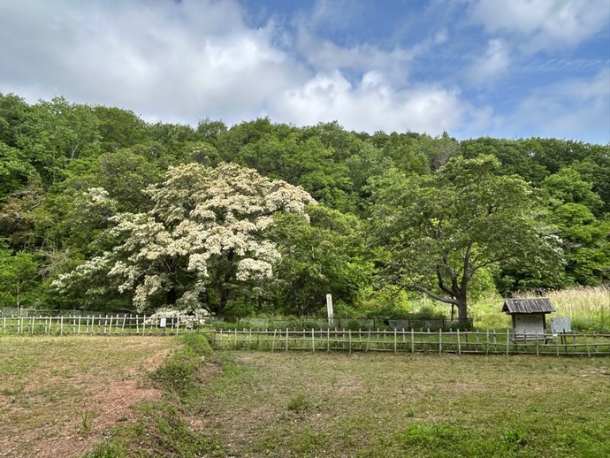2026年5月12日のヒトツバタゴ自生地（全景）