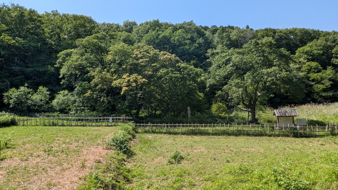 2026年5月18日のヒトツバタゴ自生地（全景）