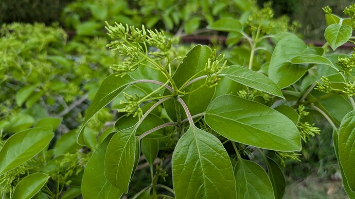 2026年4月22日に撮影したヒトツバタゴのつぼみ