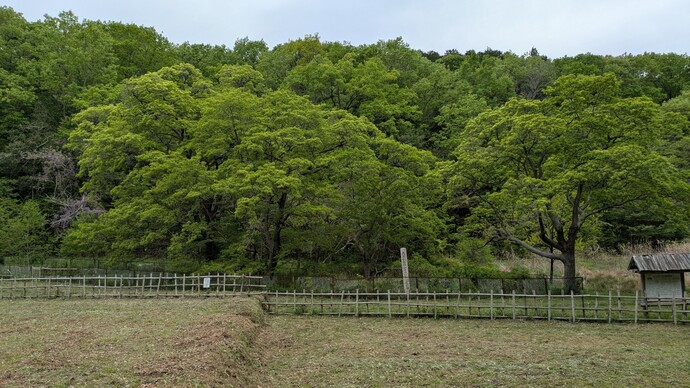 2026年4月22日のヒトツバタゴ自生地（全景）