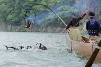 鵜飼い