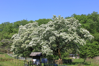 ヒトツバタゴ自生地見ごろを迎えました