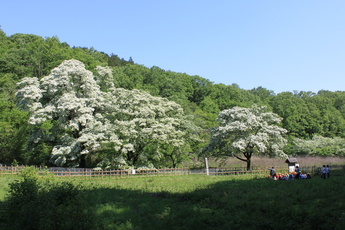 ヒトツバタゴ自生地全景