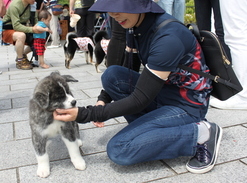 珍しいグレーのトラじまの秋田犬の子犬