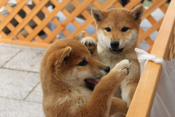 ふれあいコーナーでは子犬とのふれあいも