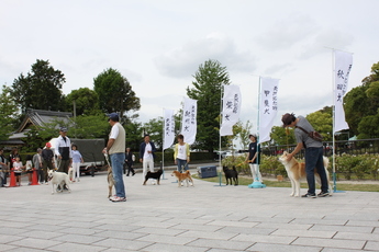 日本犬6犬種が勢ぞろい