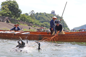 鵜匠によって魚を捕らえる鵜