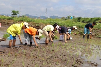 田んぼに稲を植える参加者ら