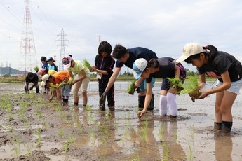 一列になって田植えをする参加者