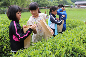 摘み取った茶葉を見せ合う参加者