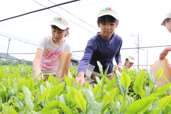 茶葉を摘み取る参加者