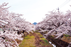 五条川と桜の写真