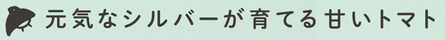 見出し画像「元気なシルバーが育てる甘いトマト」