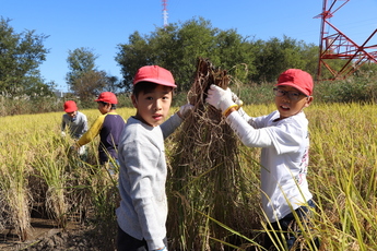 刈った稲を持つ二人の男子児童