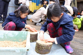 ヒラタケの菌うちを行う参加者姉妹