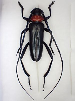 クビアカツヤカミキリの成虫