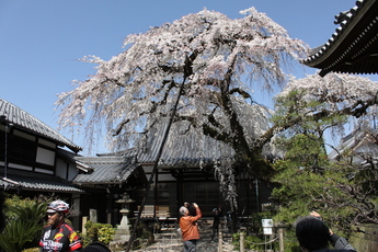 圓明寺のシダレザクラ