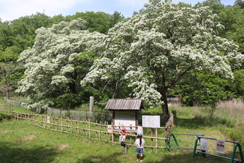 白い花が満開の頃の自生地のヒトツバタゴの木々