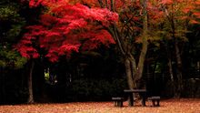 第24回犬山観光写真コンテスト　名古屋鉄道賞「Classical Autumn」見本画像