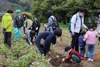 サツマイモ掘りをする参加者