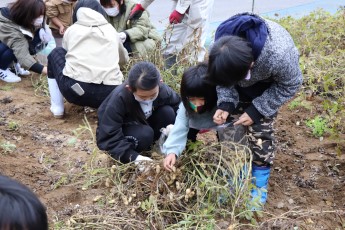 落花生の収穫体験をする参加者