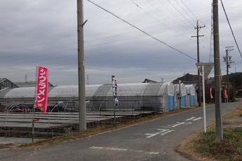 ビニールハウスとシクラメンと記載されたのぼり旗