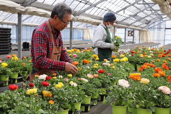 温室内に並んだ腰ほどの高さにある花の鉢を選び葉を取る男性