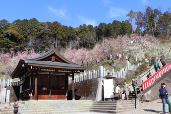 神社の社の背後に広がる梅園