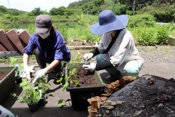 西洋アサガオの苗を植える参加者