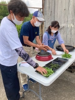 摘んだお茶の葉でウーロン茶づくり