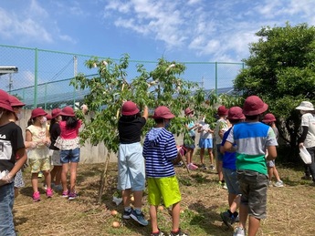 桃を収穫する子どもたち