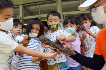 カブトムシに触る園児たち