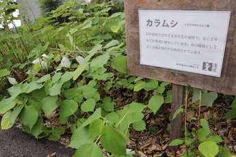 材料となる植物の写真