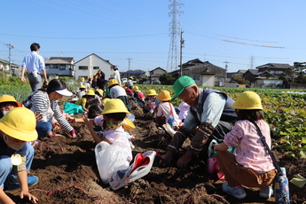 サツマイモを掘る園児たち