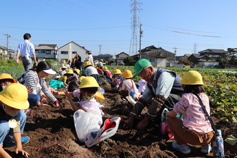 サツマイモを掘る園児たち