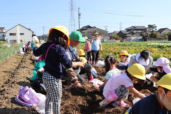 一生懸命土の中のサツマイモを探す園児たち