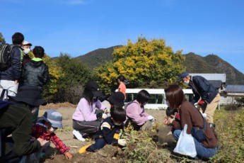 落花生の収穫をする参加者