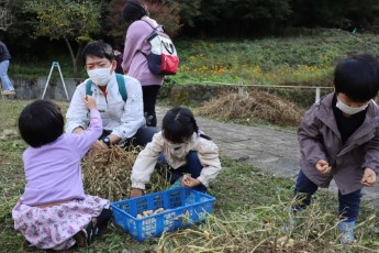 落花生もいでカゴにいれる参加者