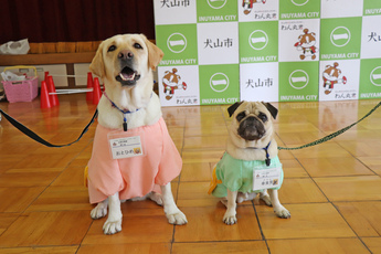 セラピー犬のおとひめと幸来男