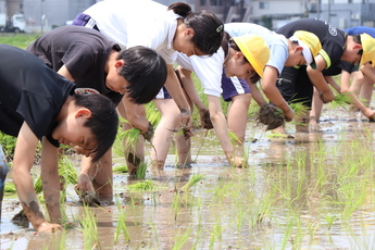 田植えをする児童ら