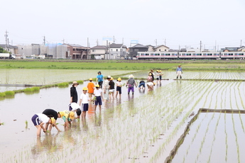 田植えが進んだ田んぼの写真