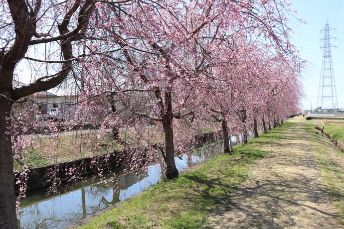 半ノ木側沿いの桜並木（東）